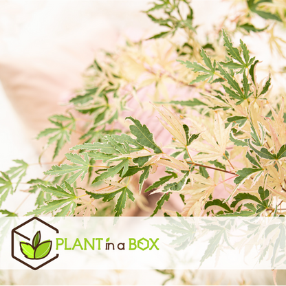  Japanese Maple 'taylor' - 'limited Edition' - Pot 19cm - Hauteur 60-70cm