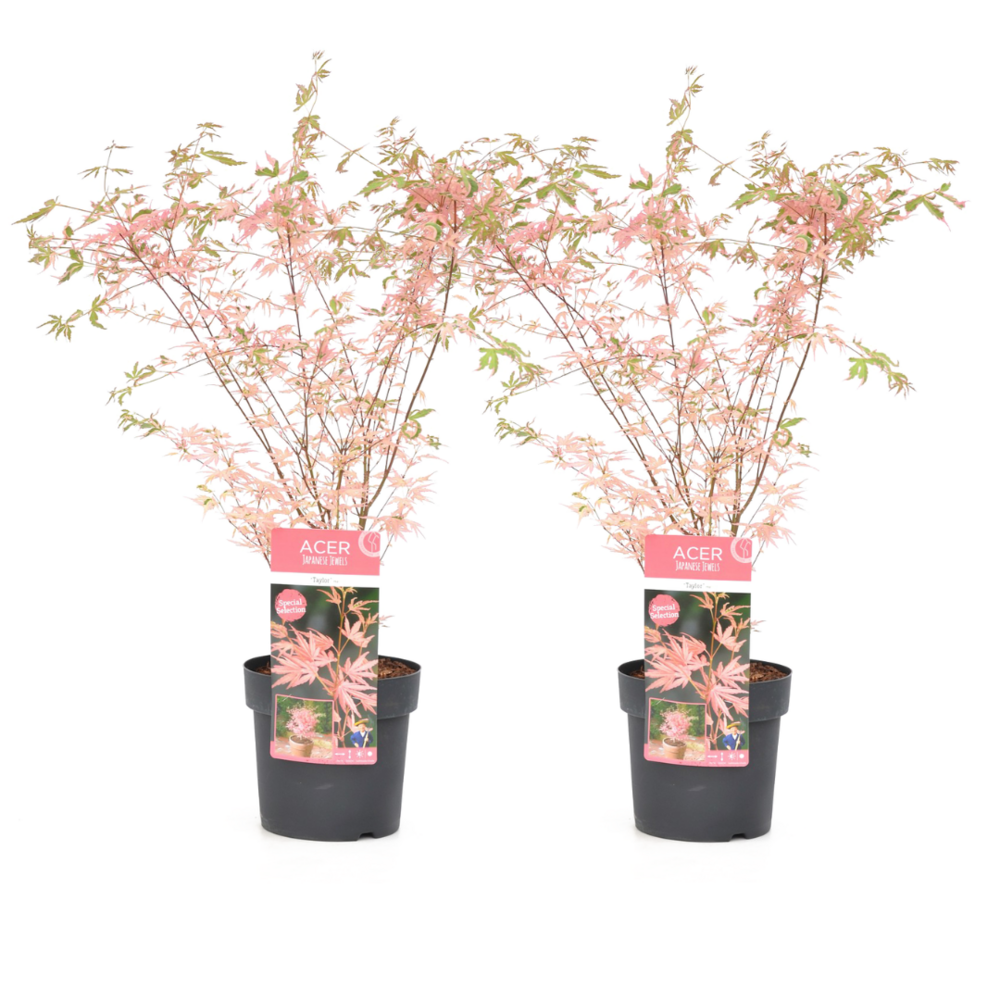  Érable Du Japon 'taylor' - Set De 2 - érable - Pot 19cm - Hauteur 60-70cm