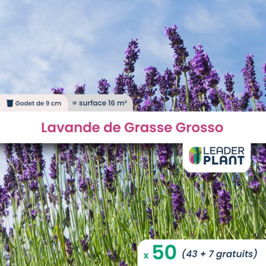  50 X Lavande Grosso En Godet