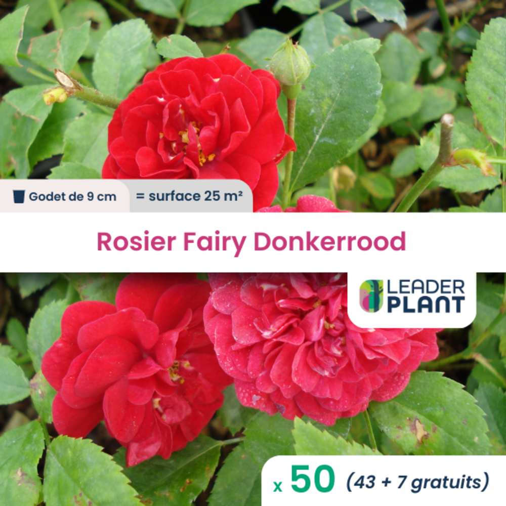  50 X Rosier Paysager Fairy Donkerrood En Godet