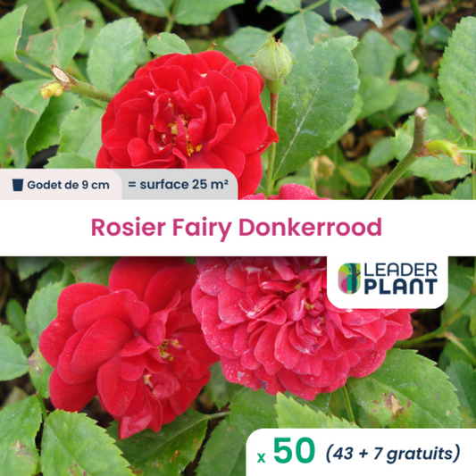  50 X Rosier Paysager Fairy Donkerrood En Godet