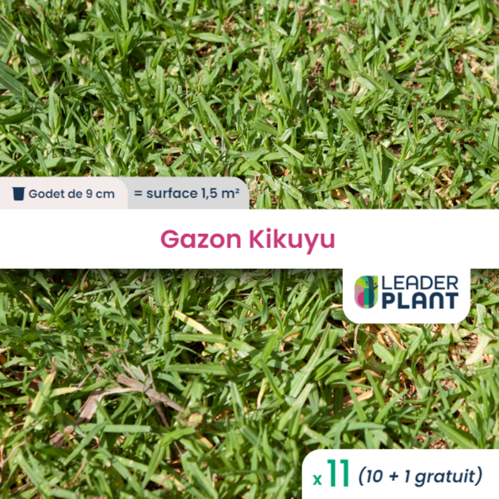  11 X Gazon Kikuyu En Godet