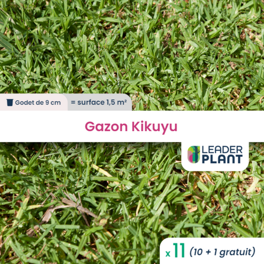  11 X Gazon Kikuyu En Godet