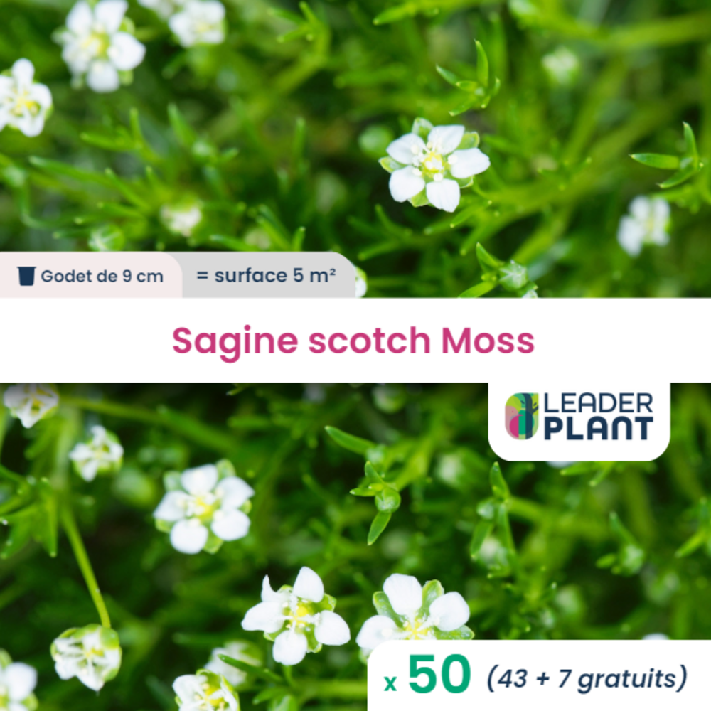  50 X Sagine Strong Moss En Godet