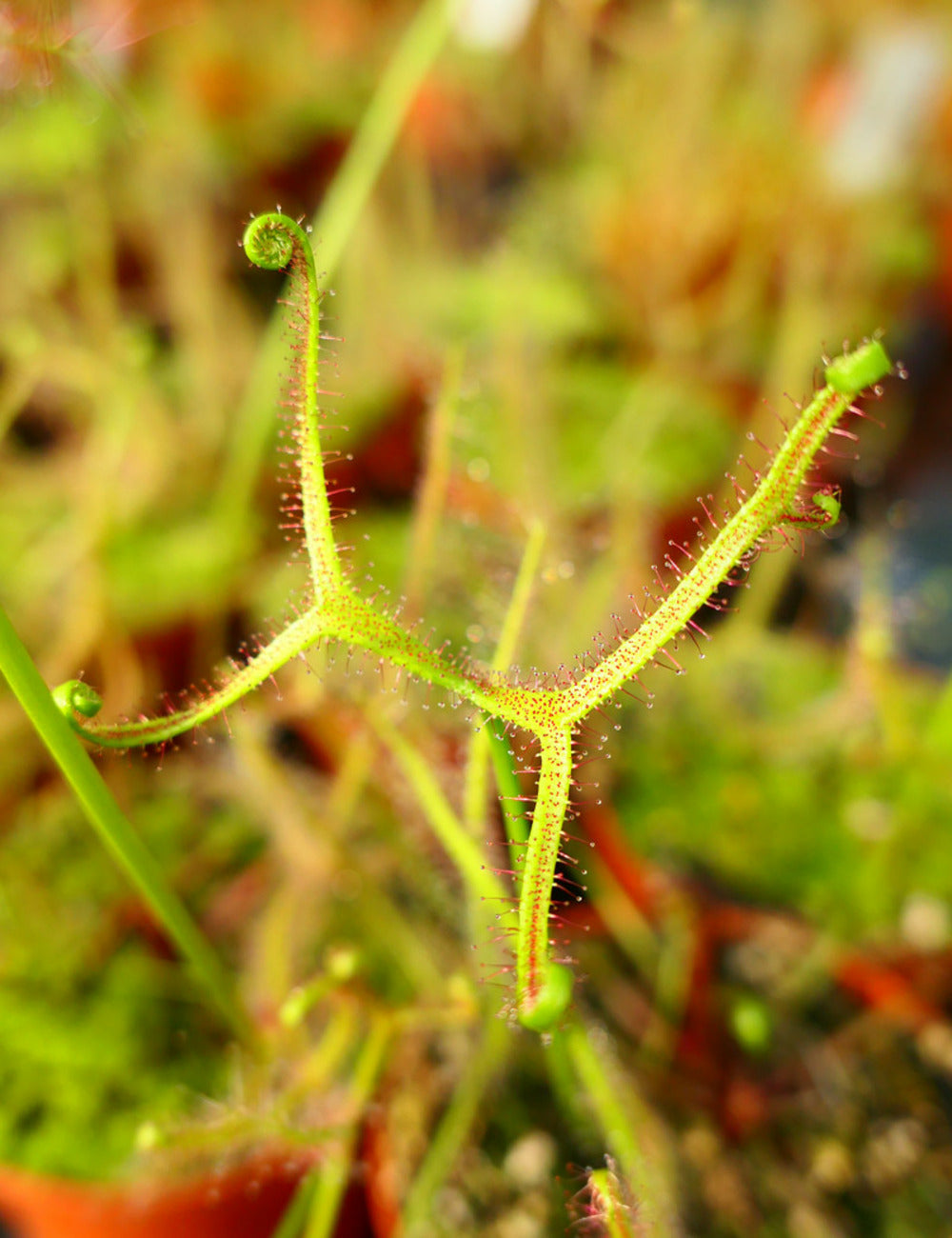  Drosera Binata Var. Dichotoma Caractéristique - Pot 9 Cm