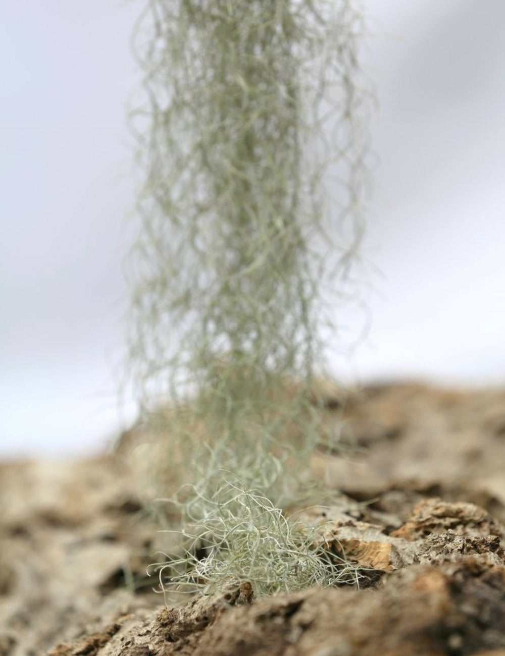  Tillandsia Usneoides 'forme Verte' - 40 à 60 Cm