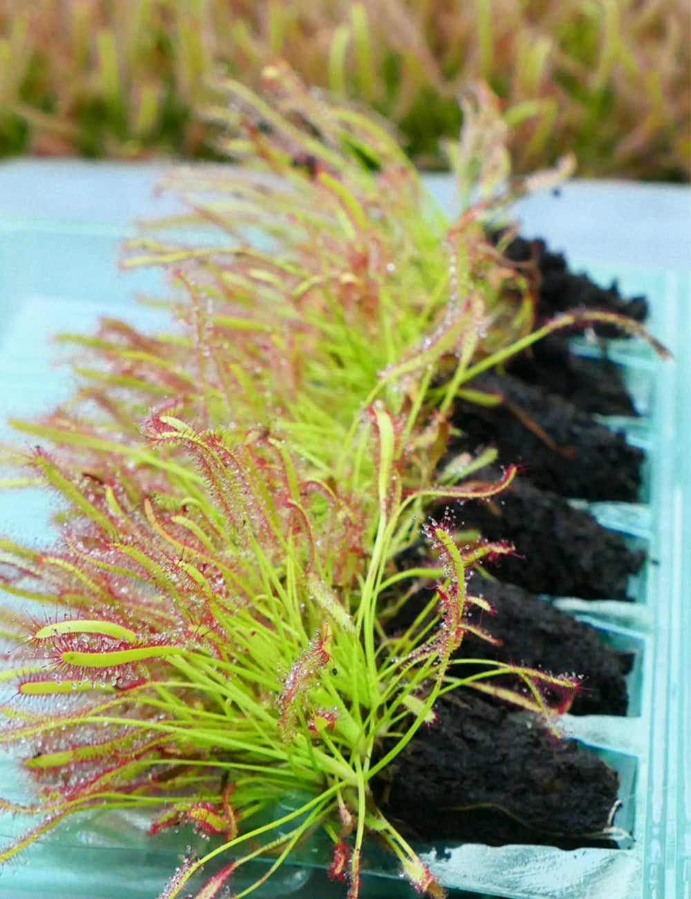  Mottes De Drosera Capensis à Rempoter X 6 Caractéristique - 6 X Mottes