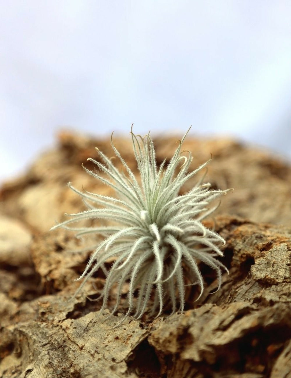  Tillandsia Tectorum - 8 à 10 Cm