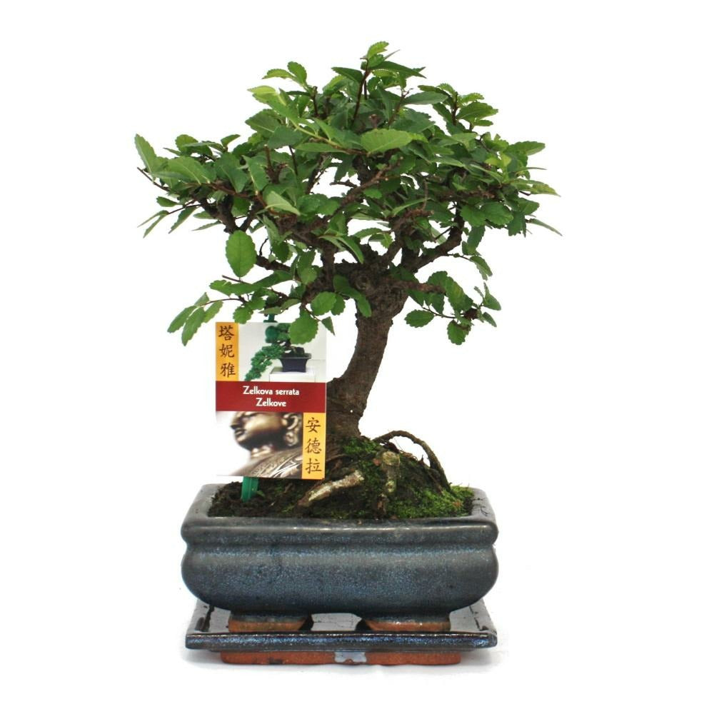  Bonsaï Orme Chinois - Ulmus Parviflora - Ca. 6 Ans - Forme Sphérique