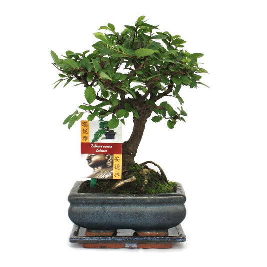  Bonsaï Orme Chinois - Ulmus Parviflora - Ca. 6 Ans - Forme Sphérique
