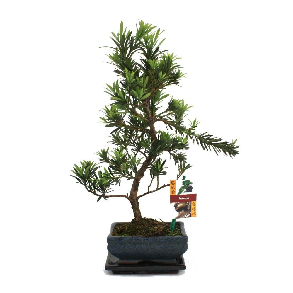  Tranche De Pierre De Bonsaï - Podocarpus Macrophyllus - Environ 6 Ans