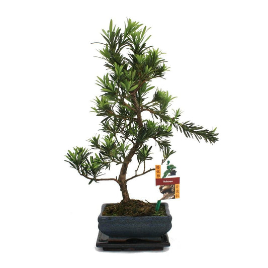  Tranche De Pierre De Bonsaï - Podocarpus Macrophyllus - Environ 6 Ans