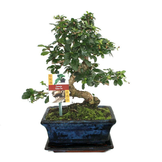  Bonsaï Fukientee - Carmona Microphylla - Environ 8 Ans