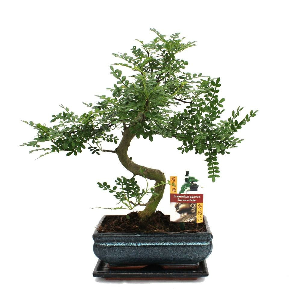  Poivre De Bonsaï Szechuan - Zanthoxylum Piperitum - Env. 10 Ans