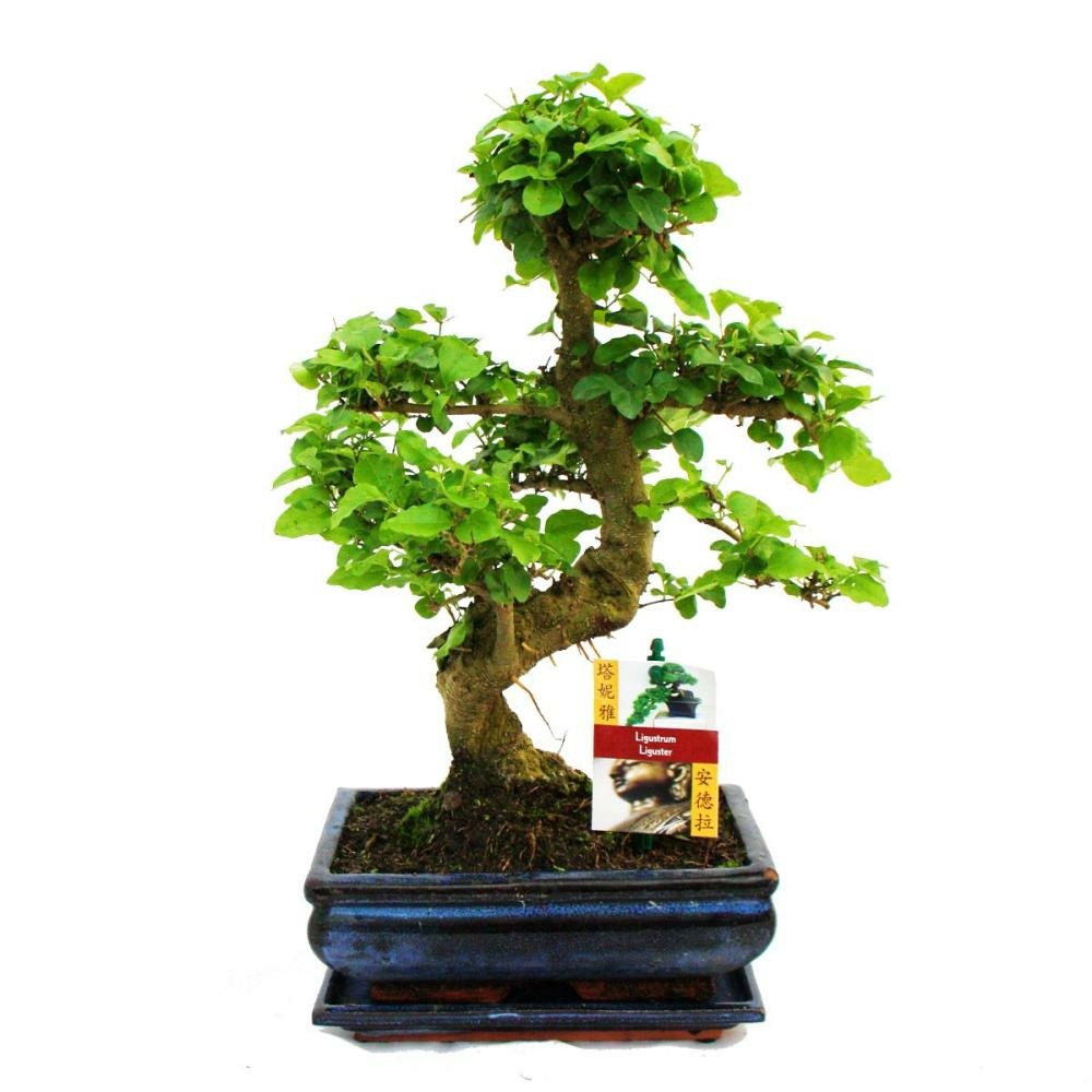  Troène Chinois Du Bonsaï - Ligustrum Sinensis - Env. 8 Ans