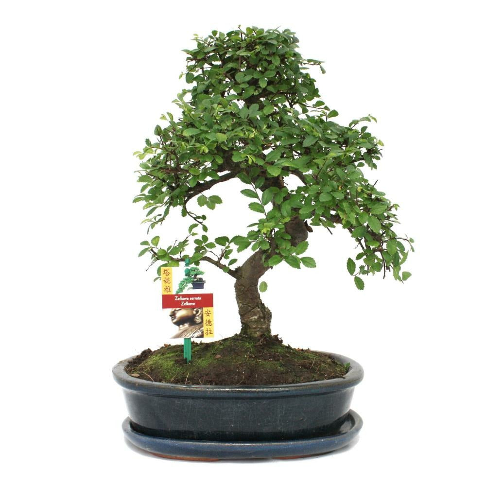  Orme Chinois Bonsaï - Ulmus Parviflora - Env. 10 Ans