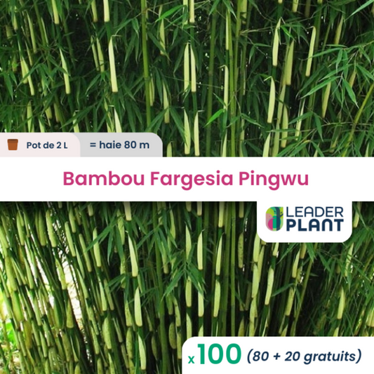 100 X Bambou Fargesia Pingwu En Pot De 2 L