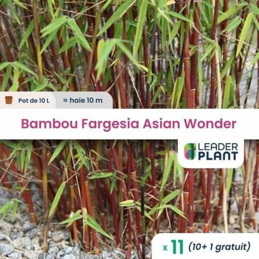  11 X Bambou Fargesia Asian Wonder En Pot De 10 L