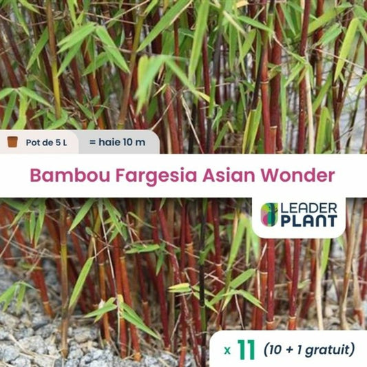  11 X Bambou Fargesia Asian Wonder En Pot De 5 L