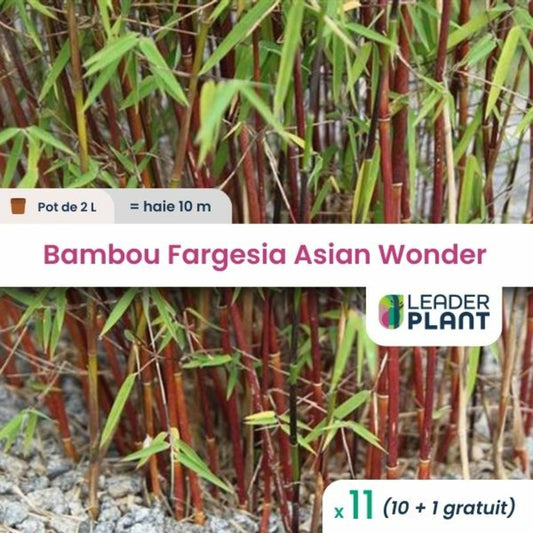  11 X Bambou Fargesia Asian Wonder En Pot De 2 L
