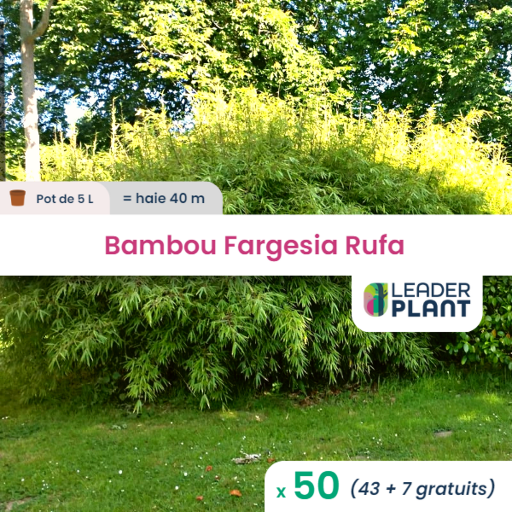  50 X Bambou Fargesia Rufa En Pot De 5 L