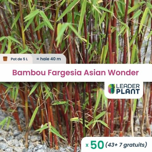  50 X Bambou Fargesia Asian Wonder En Pot De 5 L