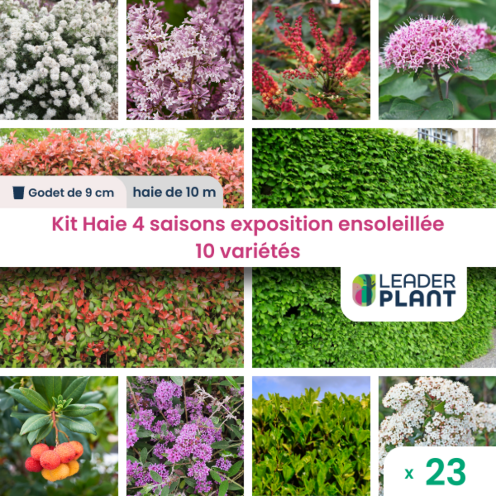  Kit Haie 4 Saisons Exposition Ensoleillée - 10 Variétés – Lot De 23 Plants En Godet
