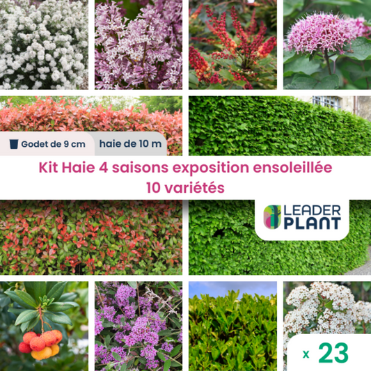  Kit Haie 4 Saisons Exposition Ensoleillée - 10 Variétés – Lot De 23 Plants En Godet