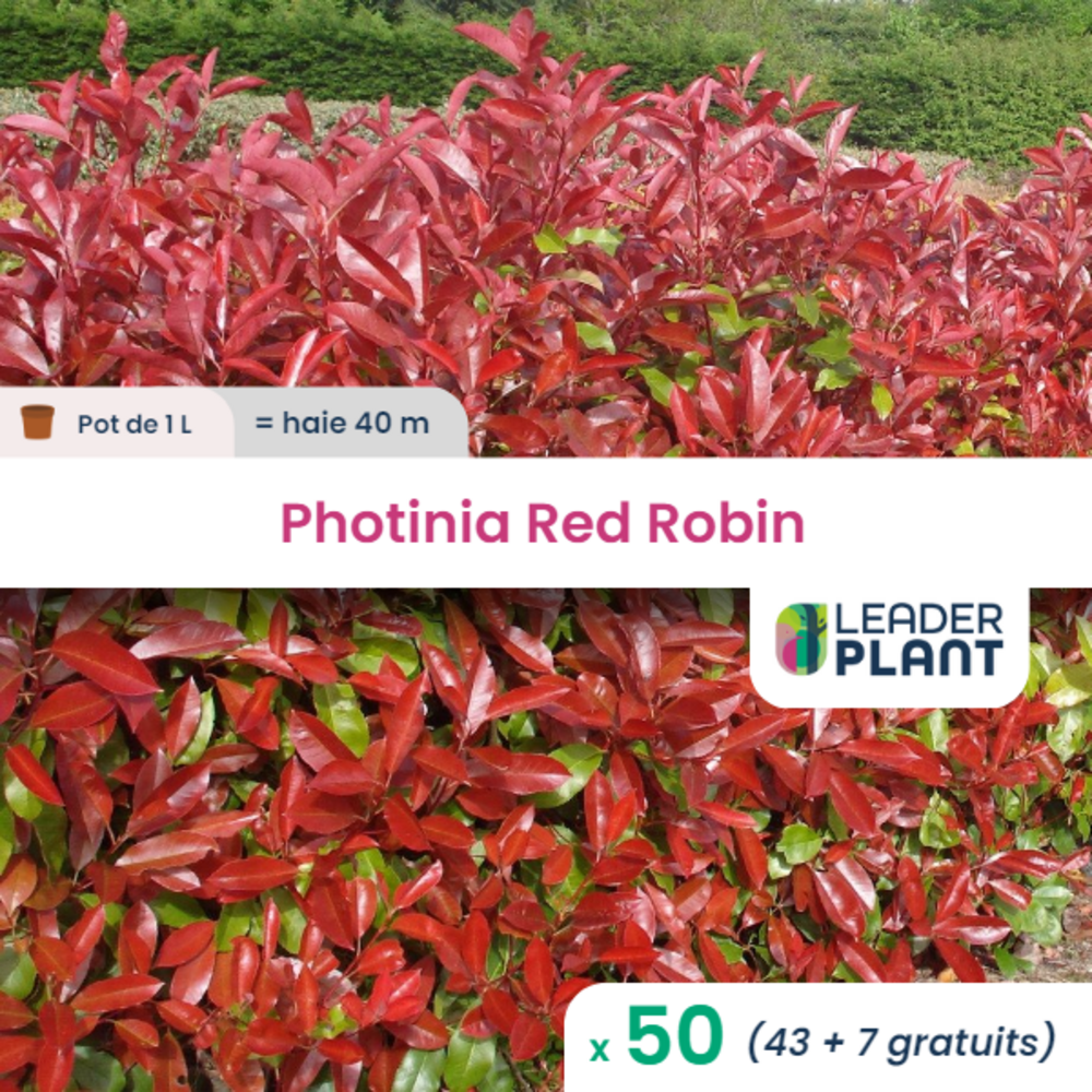  50 X Photinia Red Robin En Pot De 1 L