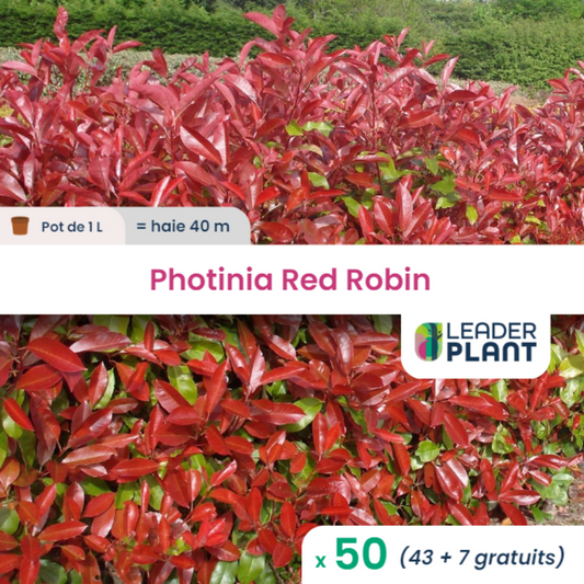  50 X Photinia Red Robin En Pot De 1 L