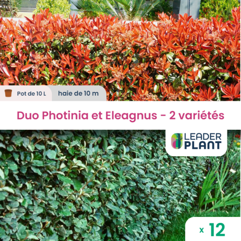 Duo De Lauriers Rouge Et Argent - 2 Variétés - Lot De 12 Plants En Pot De 10 L