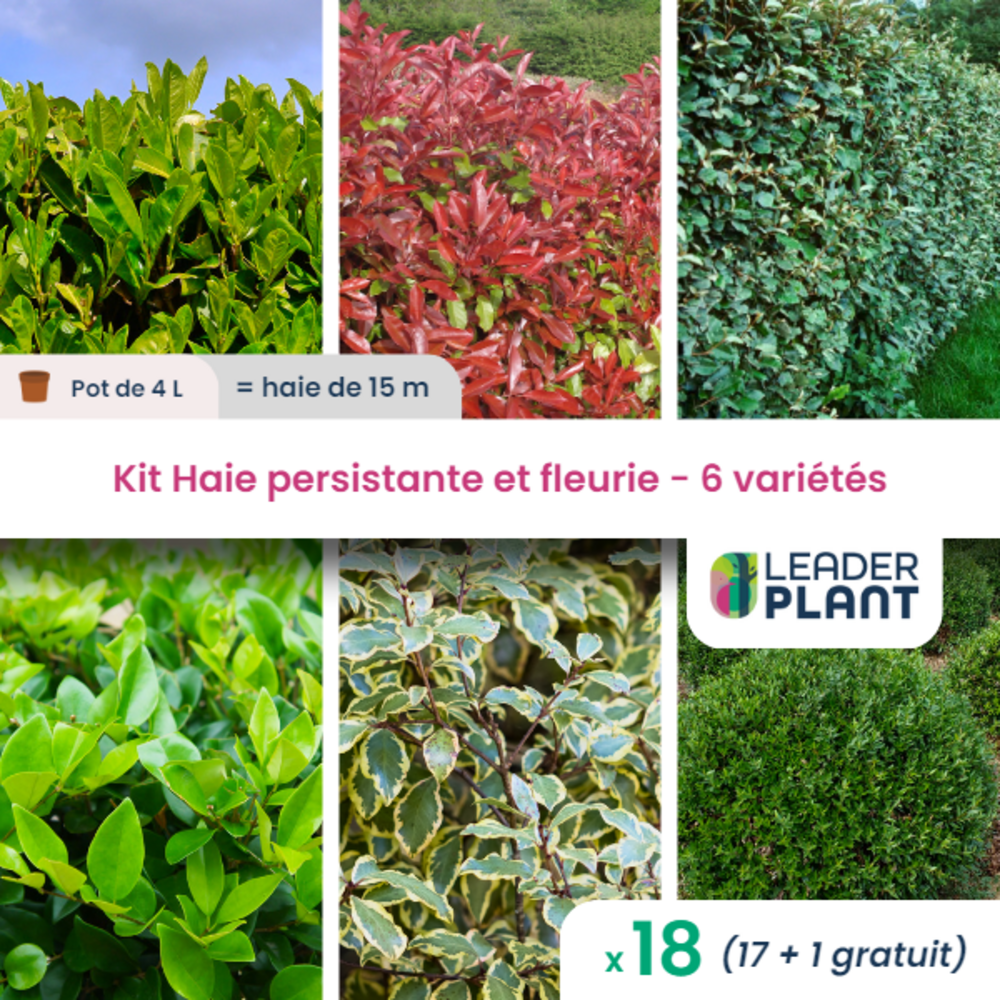  Kit Haie Persistante Et Fleurie 6 Variétés – Lot De 18 Plants En Pot De 4 L