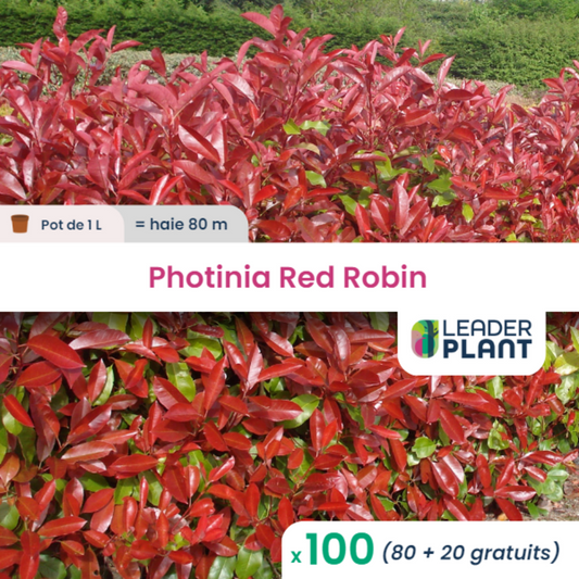  100 X Photinia Red Robin En Pot De 1 L