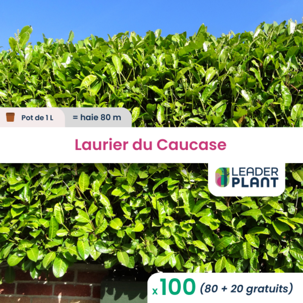  100 X Laurier Palme, Laurier Du Caucase, Laurier Cerise En Pot De 1 L