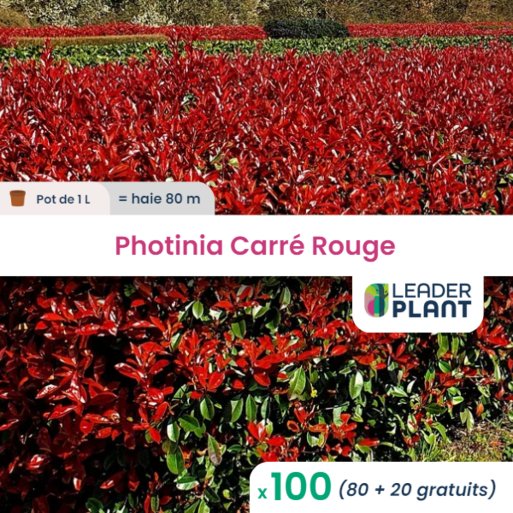 100 X Photinia Carré Rouge En Pot De 1 L