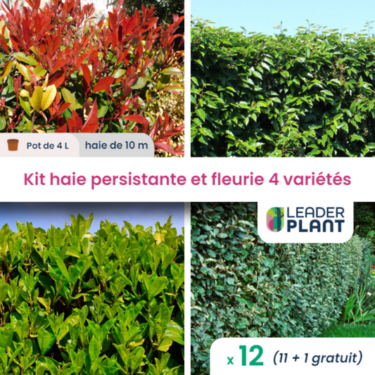  Kit Haie Persistante Et Fleurie - 4 Variétés - Lot De 12 Plants En Pot De 4 L