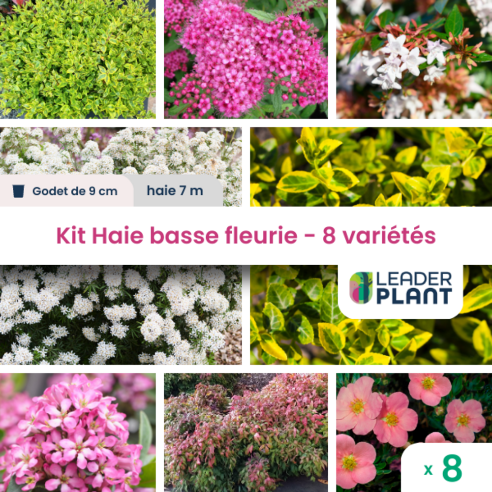  Kit Haie Basse Fleurie - 8 Variétés – Lot De 8 Plants En Godet