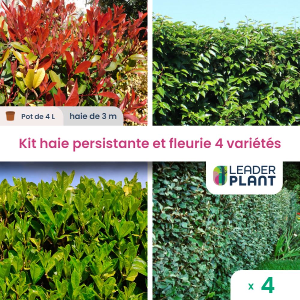  Kit Haie Persistante Et Fleurie - 4 Variétés - Lot De 4 Plants En Pot De 4 L
