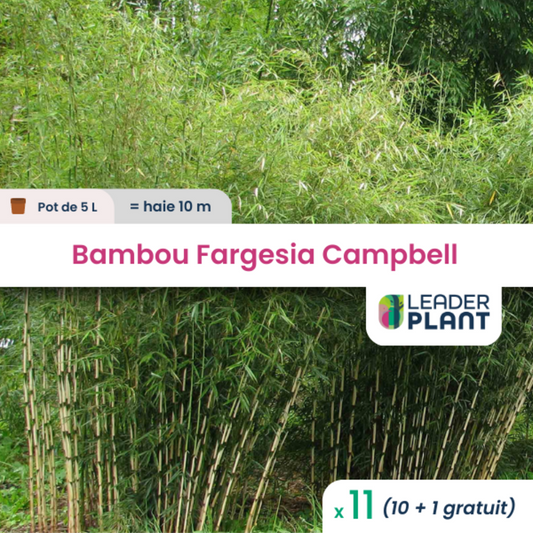  11 X Bambou Fargesia Campbell En Pot De 5 L