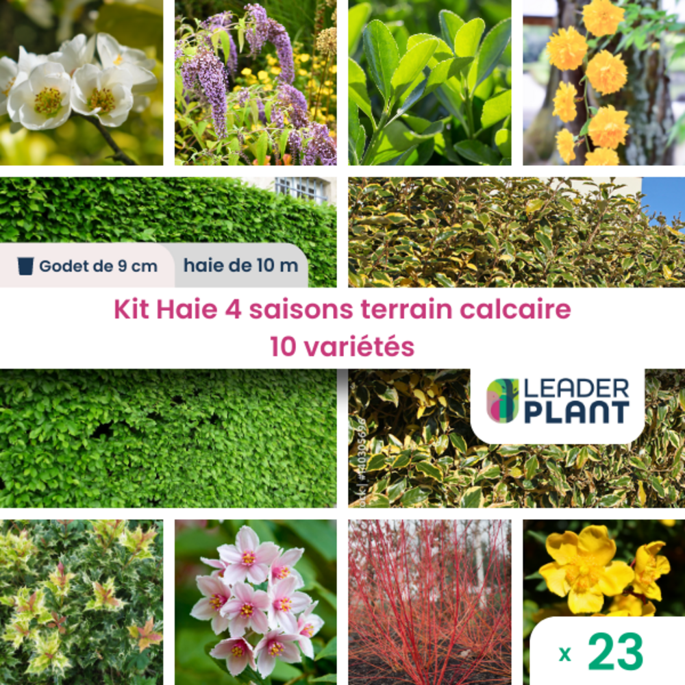  Kit Haie 4 Saisons Terrain Calcaire – 10 Variétés – Lot De 23 Plants En Godet