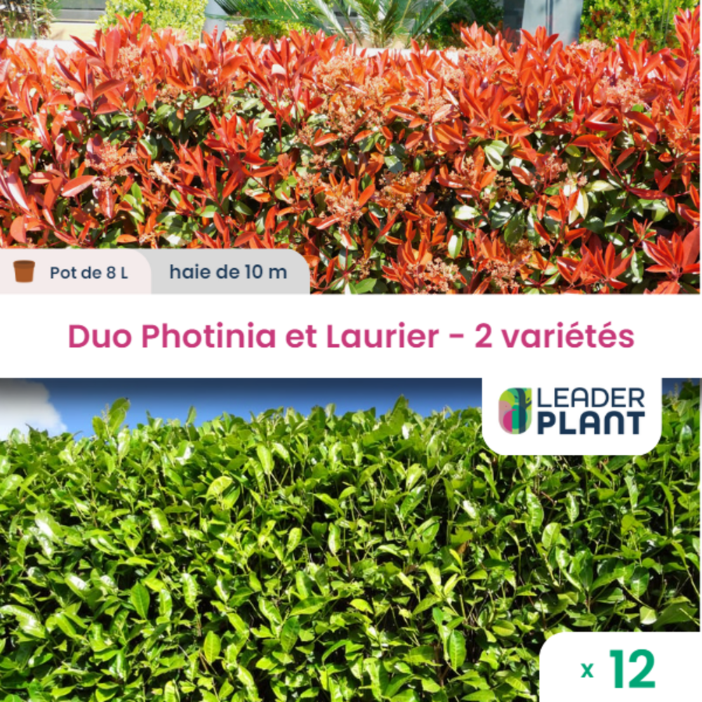  Duo Photinias Rouge Et Lauriers Verts – 2 Variétés – Lot De 12 Plants En Pot De 8 L