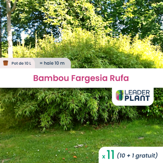  11 X Bambou Fargesia Rufa En Pot De 10 L