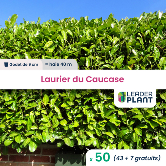  11 X Laurier Palme, Caucase En Pot De 1 L