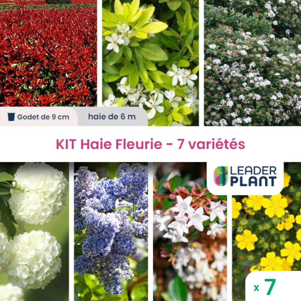  Kit Haie Fleurie 7 Variétés - Lot De 7 Plants En Godet
