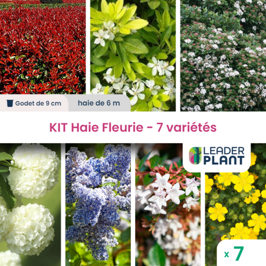  Kit Haie Fleurie 7 Variétés - Lot De 7 Plants En Godet