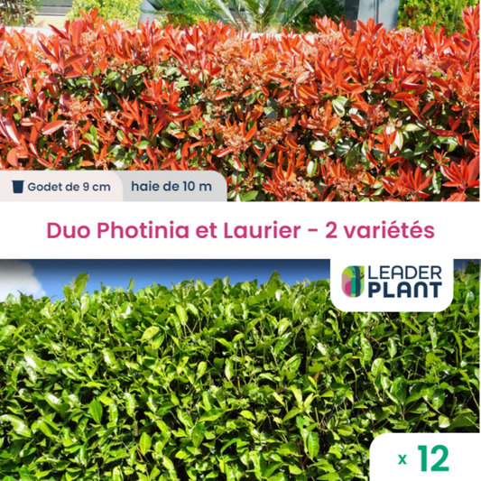  Duo Photinias Rouge Et Lauriers Verts – 2 Variétés – Lot De 12 Plants En Godet