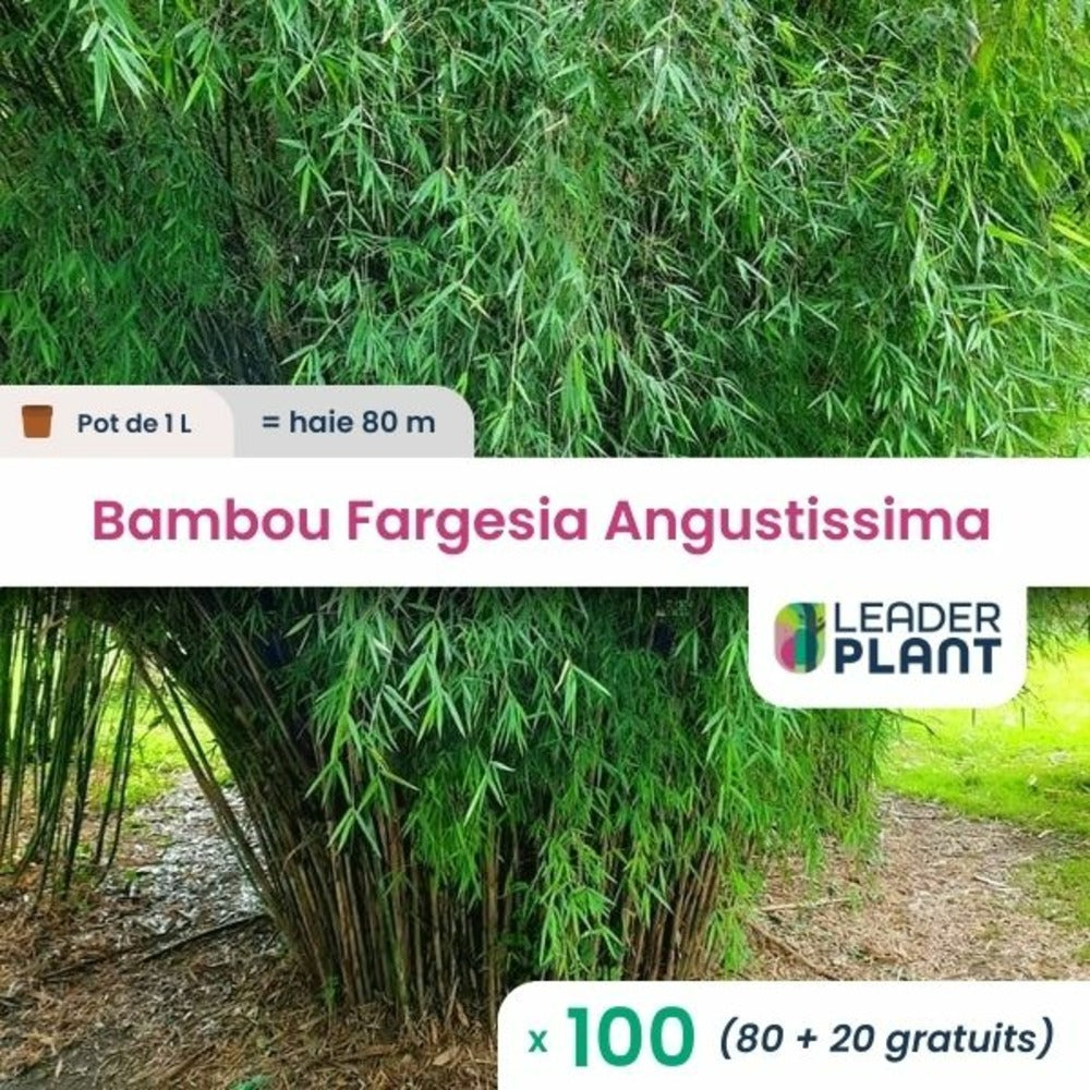  100 X Bambou Fargesia Angustissima En Pot De 1 L