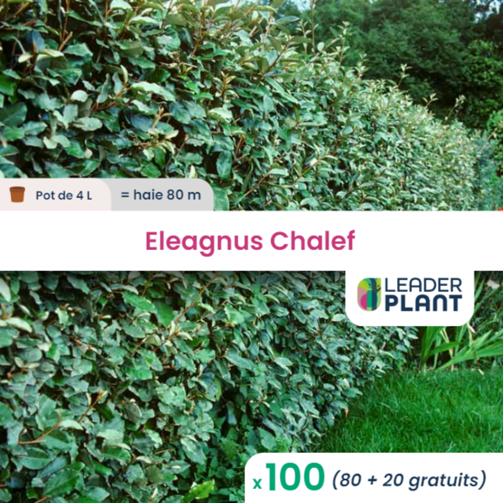  100 X Eleagnus Ebbingei En Pot De 4 L