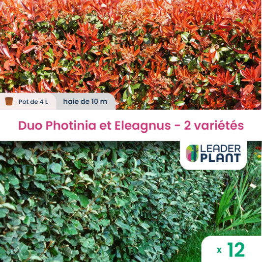  Duo De Lauriers Rouge Et Argent - 2 Variétés - Lot De 12 Plants En Pot De 4 L