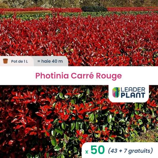 50 X Photinia Carré Rouge En Pot De 1 L